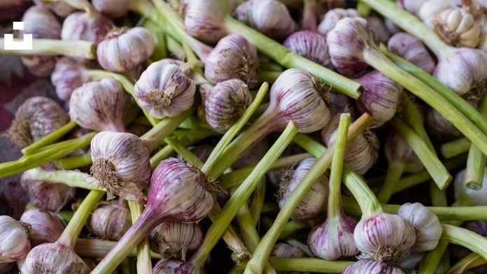 Chinese Garlic Ban, Toxic Garlic India, Food Safety, Health Risks, Garlic Identification, Consumer Awareness