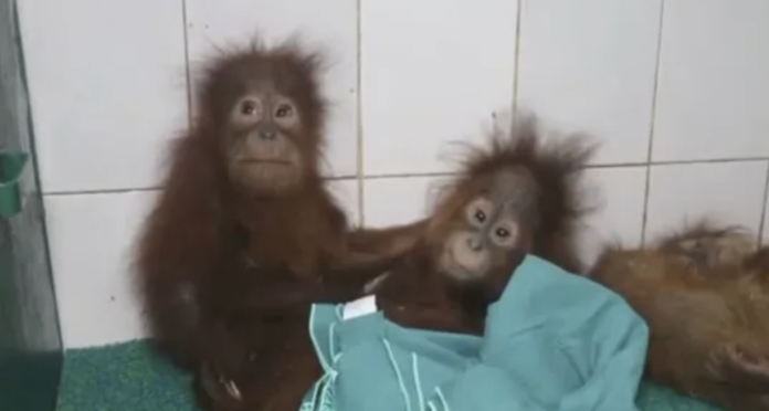 Nandankanan Zoo Orangutan