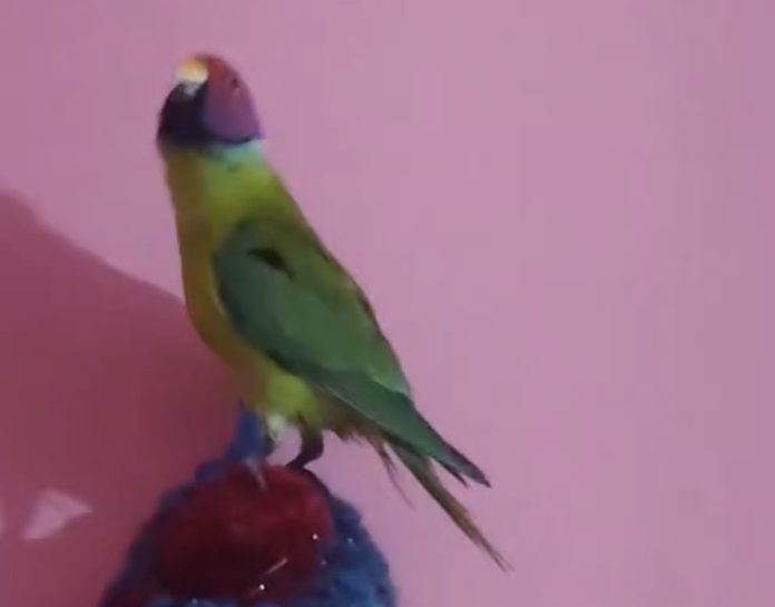 Viral Parrot: अनार से निकला ‘तोता’!