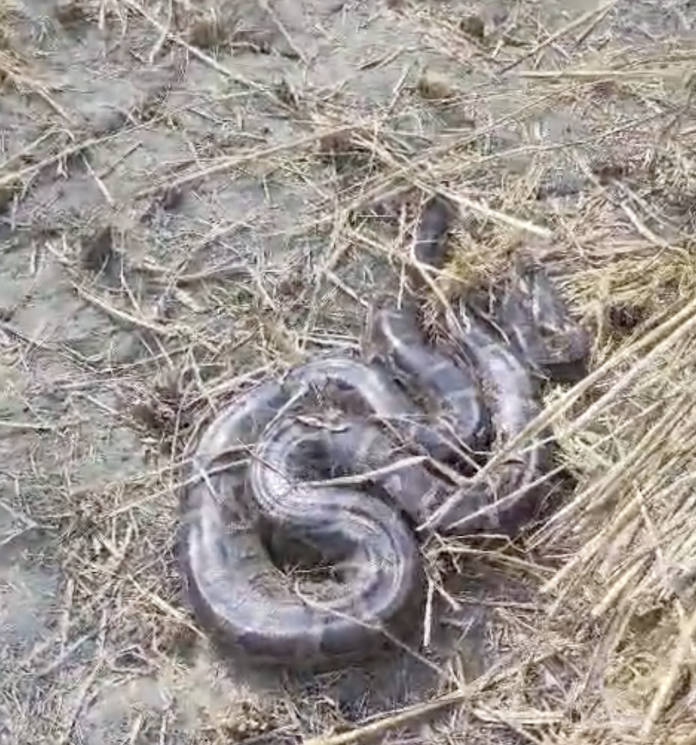अजगर रेस्क्यू